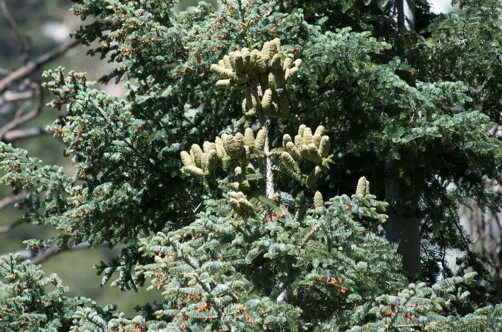 white fir reference