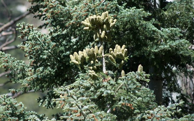 White Fir reference