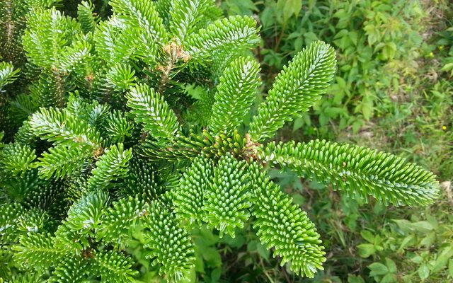 Fraser Fir reference