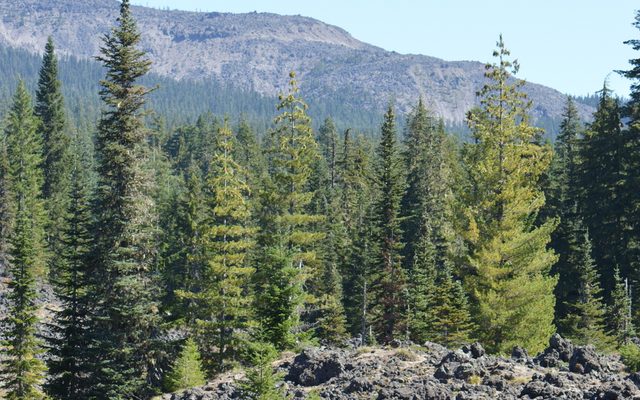 Subalpine Fir reference