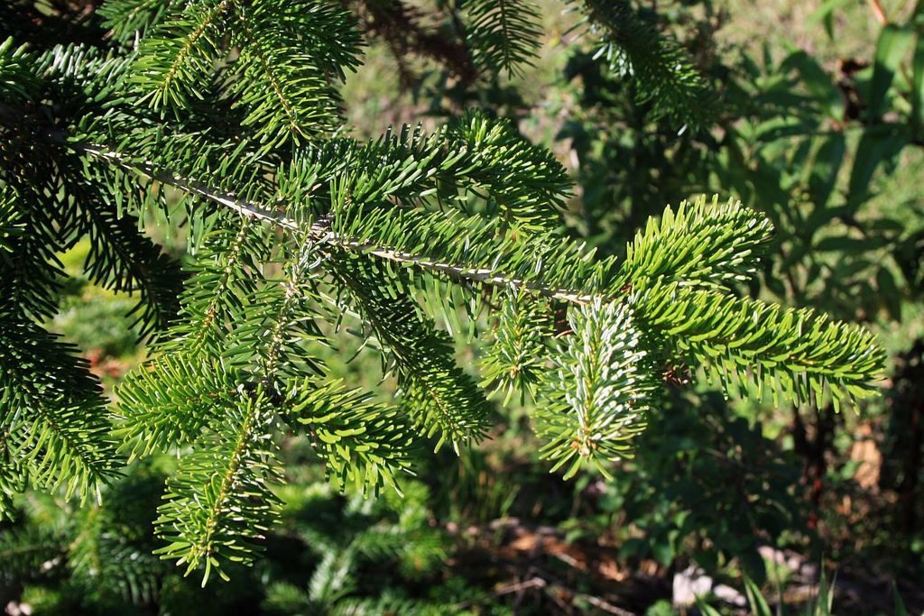 Nordmann Fir reference
