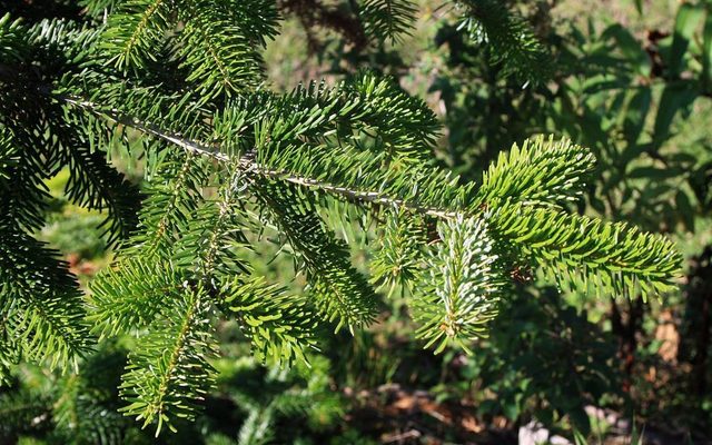 Nordmann Fir reference