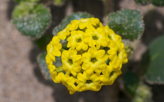 Yellow Sand-Verbena reference