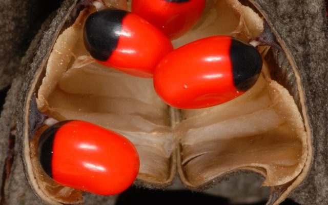 Rosary Pea reference