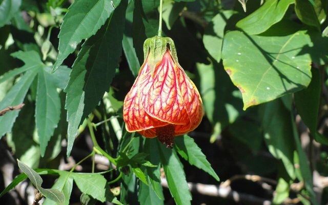 Flowering Maple reference