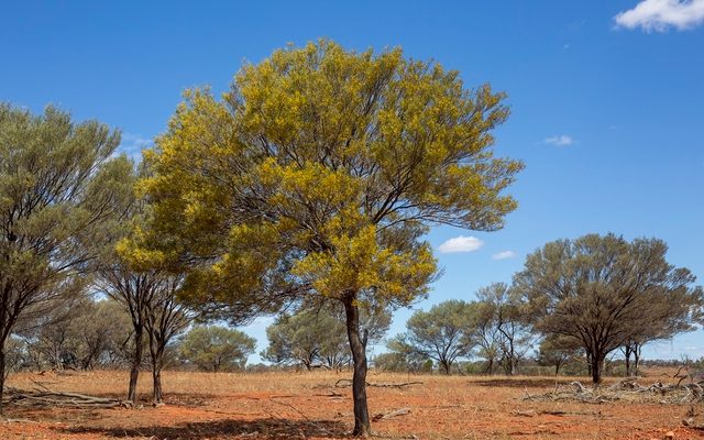 Mulga reference