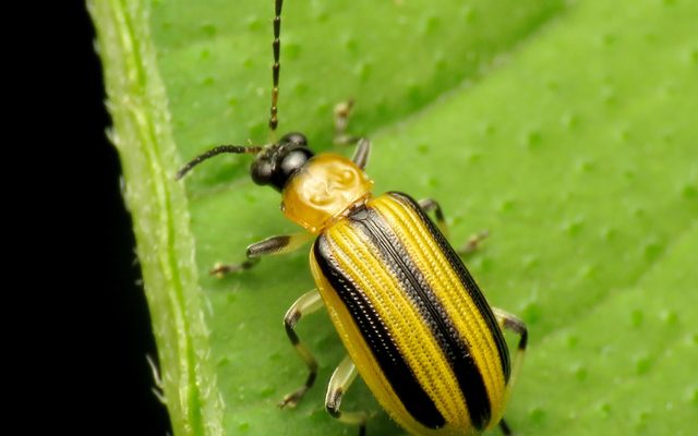 Striped Cucumber Beetle reference