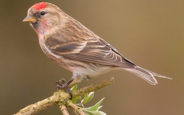 Common Redpoll reference