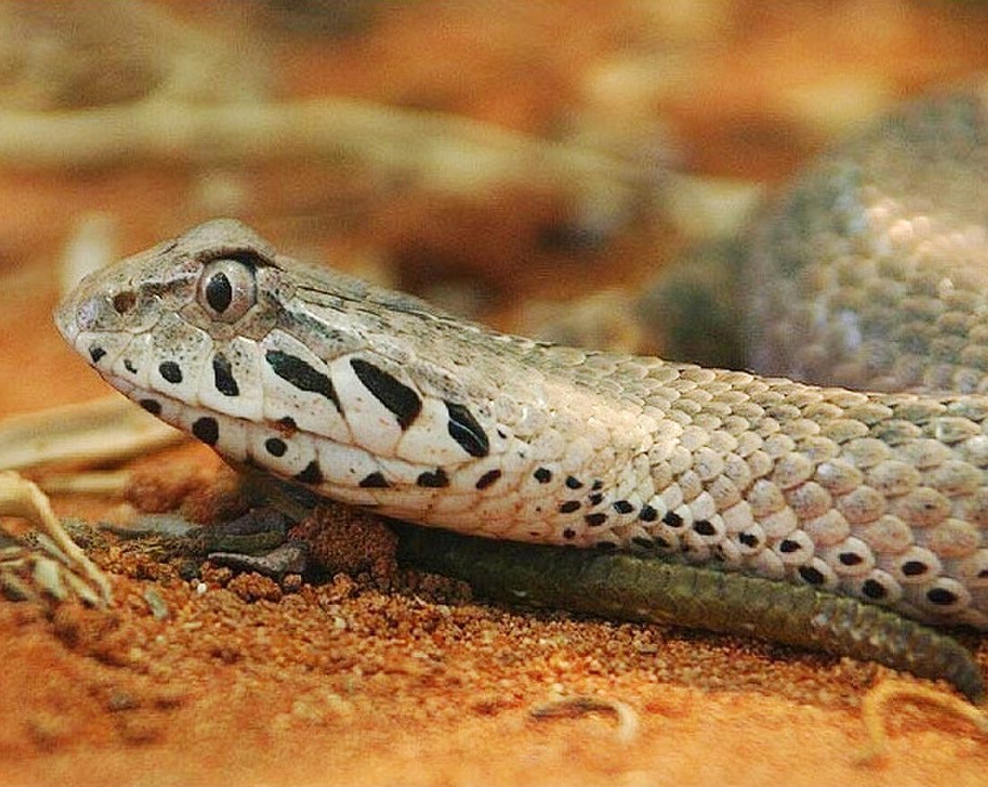 Papuan Death Adder reference