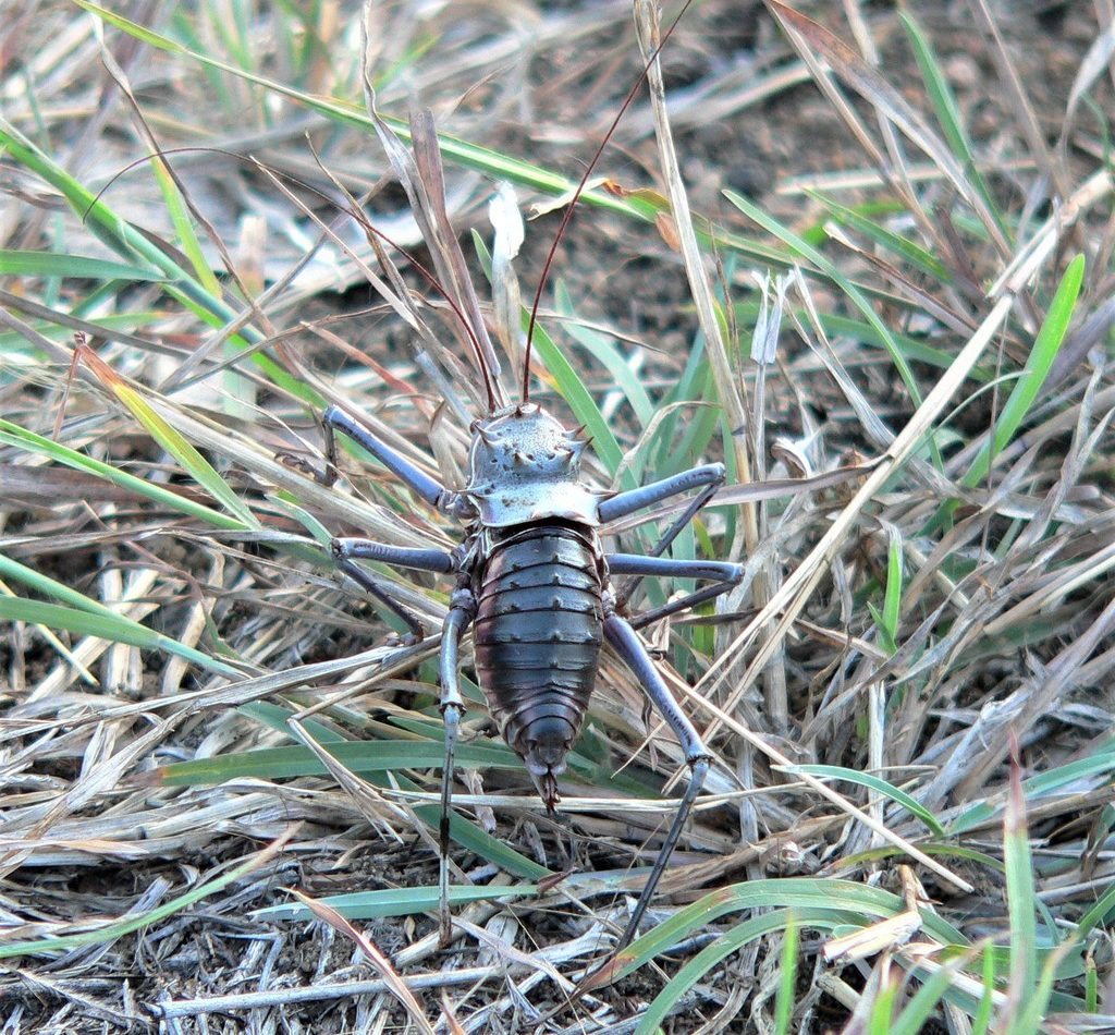 Brown Armoured Corncricket reference
