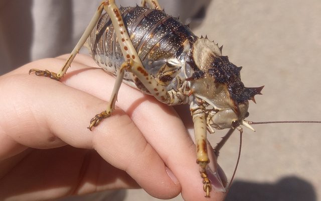 Cape Armoured Katydid reference