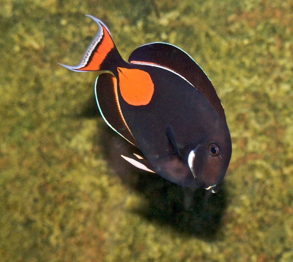 Achilles Tang reference