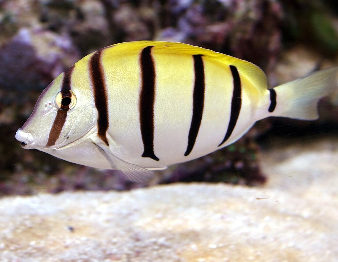 Convict Tang reference