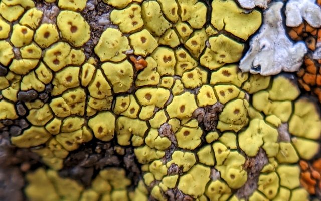 Cobblestone Lichen reference