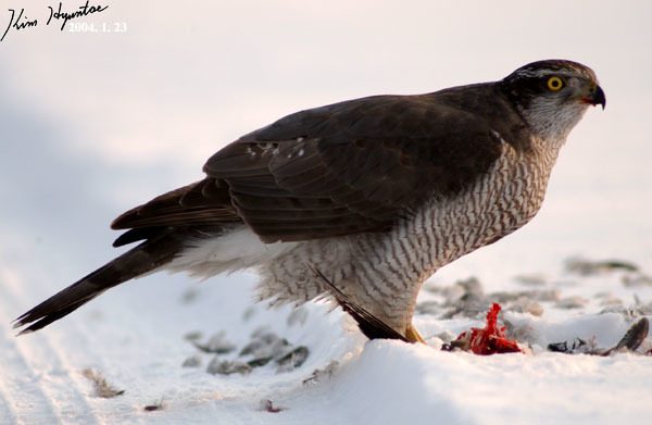 Northern Goshawk reference