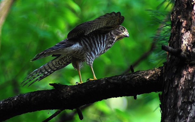 Japanese Sparrowhawk reference