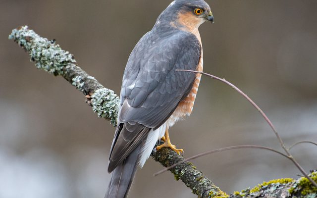 Eurasian Sparrowhawk reference