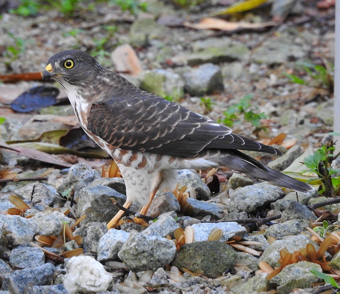 Accipiter soloensis reference