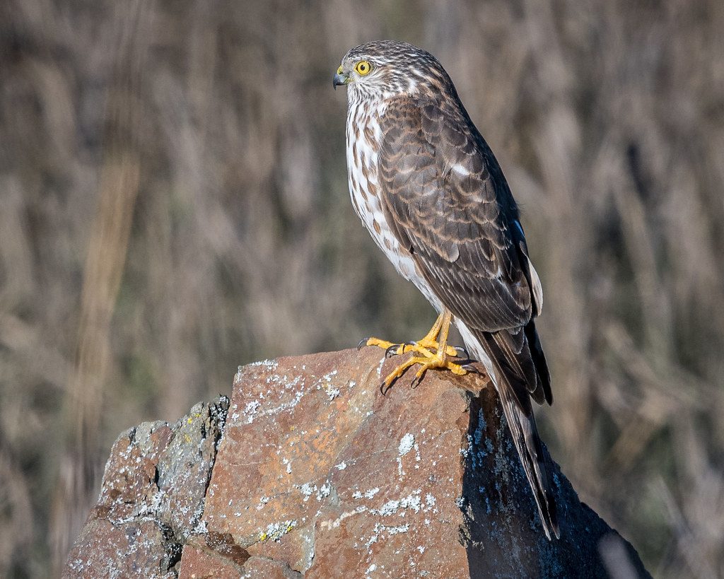 Sharp-shinned Hawk reference