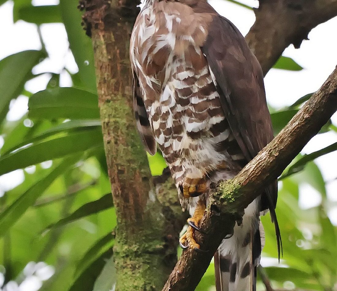 Crested Goshawk reference