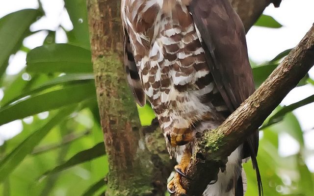 Crested Goshawk reference