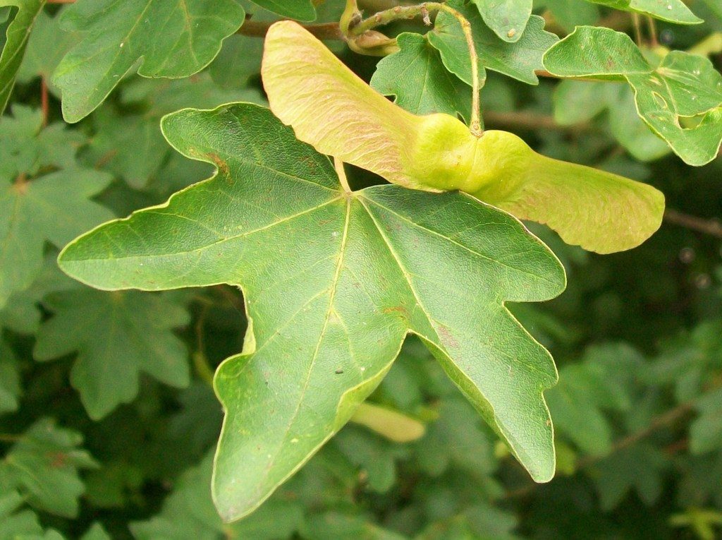 field maple reference