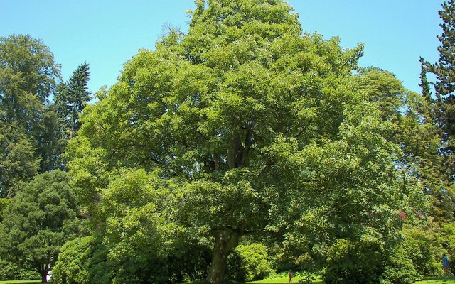 Sycamore Maple reference