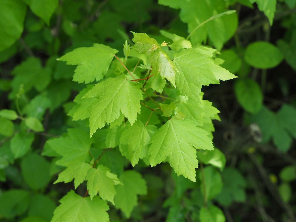 red maple reference