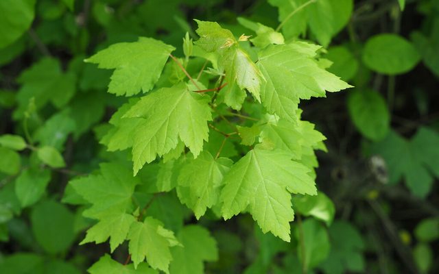 Red Maple reference