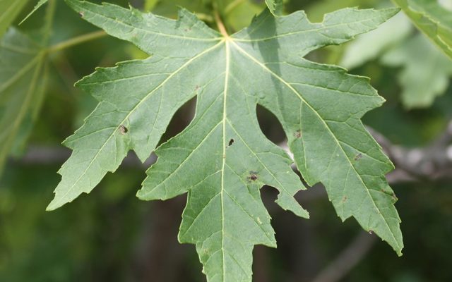 Silver Maple reference