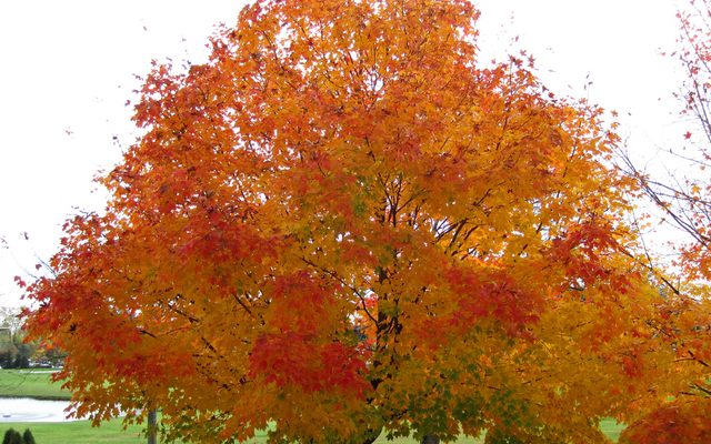 Sugar Maple reference