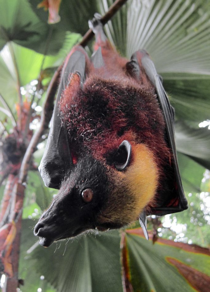 Golden-capped Fruit Bat reference