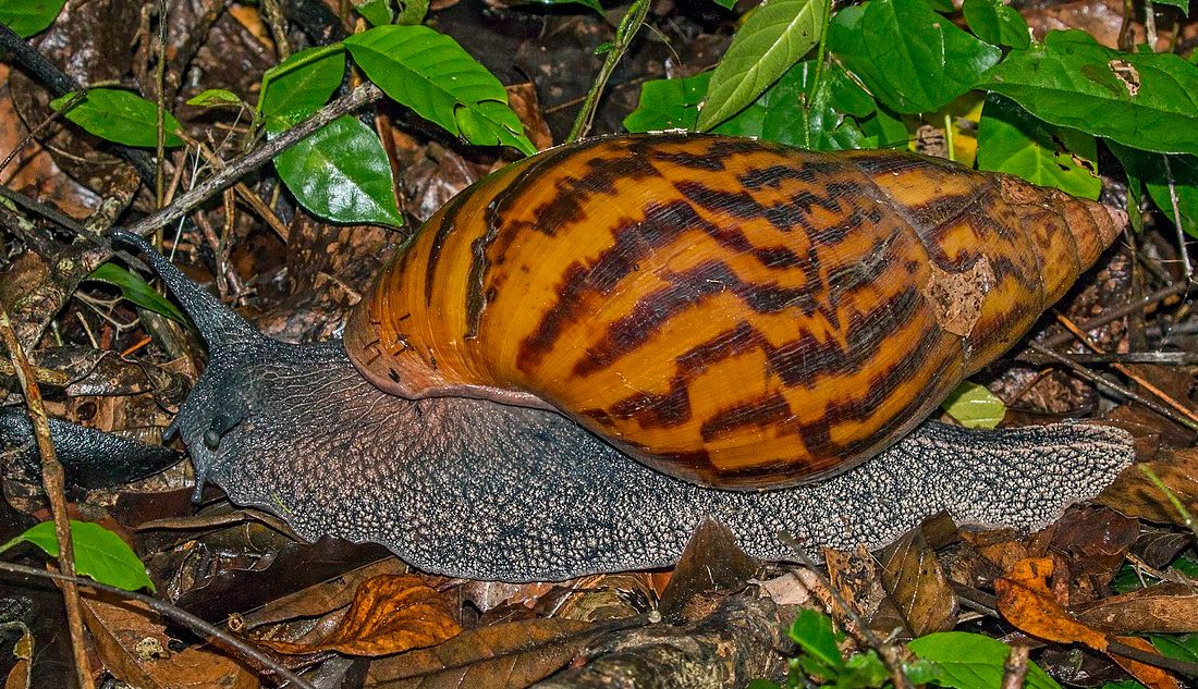 African Giant Snail reference