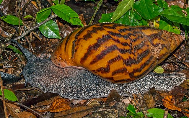 Agate Snail reference
