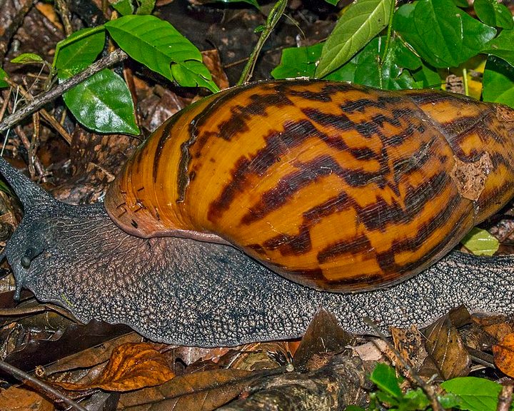 African Giant Snail