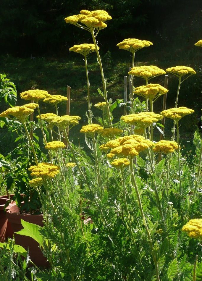 Fern-leaf Yarrow reference