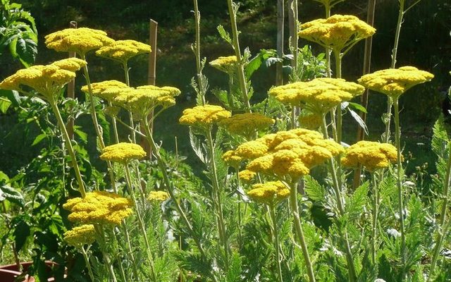 Fernleaf Yarrow reference
