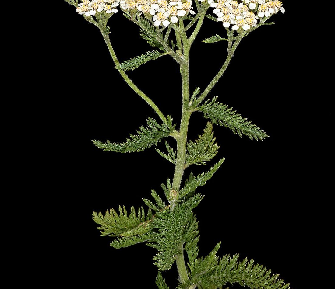 common yarrow reference