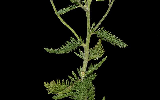 Common Yarrow reference
