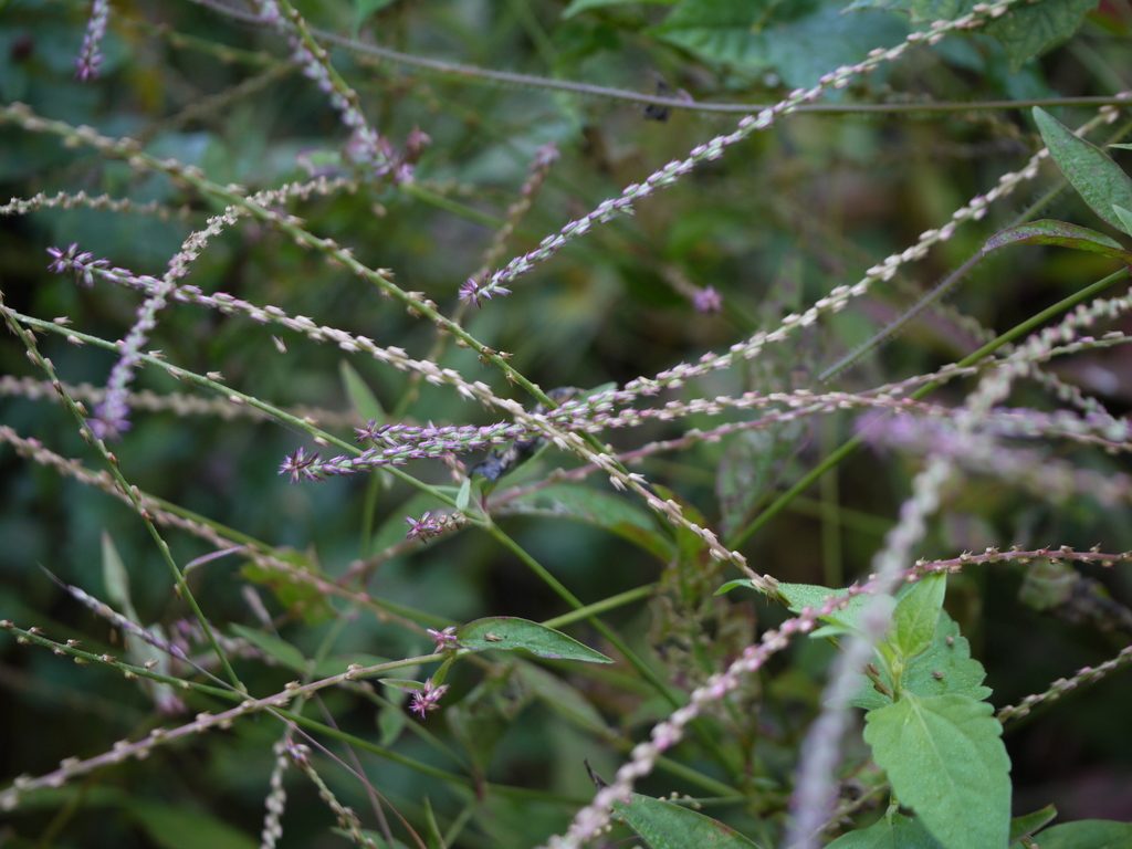 Devil's Horsewhip reference