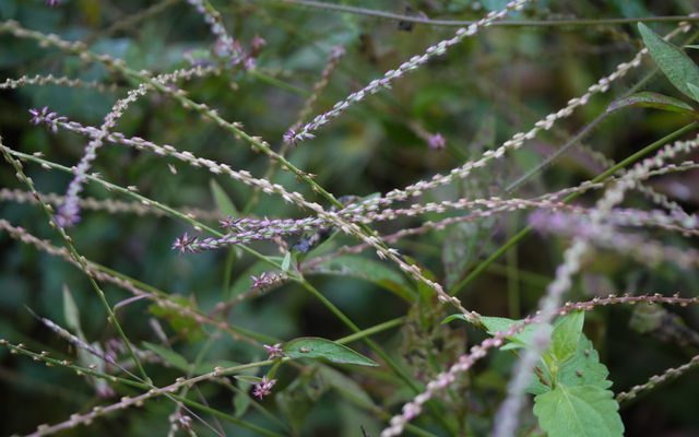Chaff Flower reference