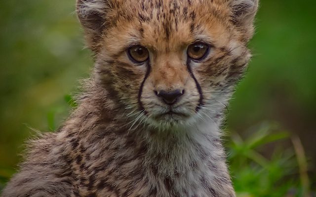 Cheetah reference