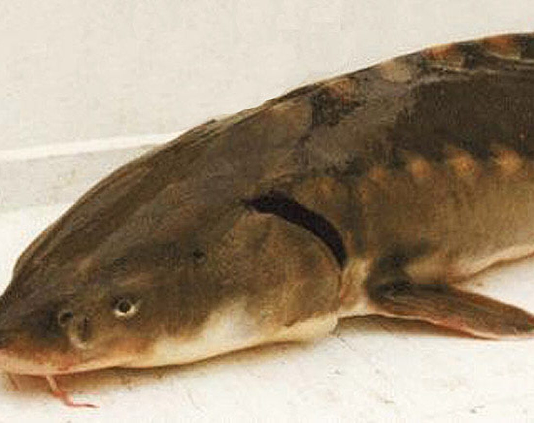 Shortnose Sturgeon reference