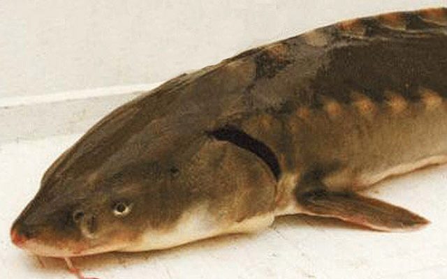 Shortnose Sturgeon reference