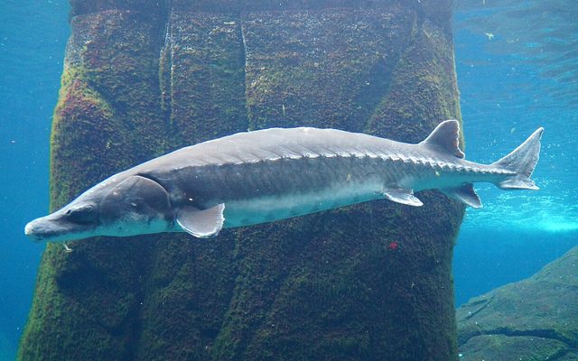 Atlantic Sturgeon reference