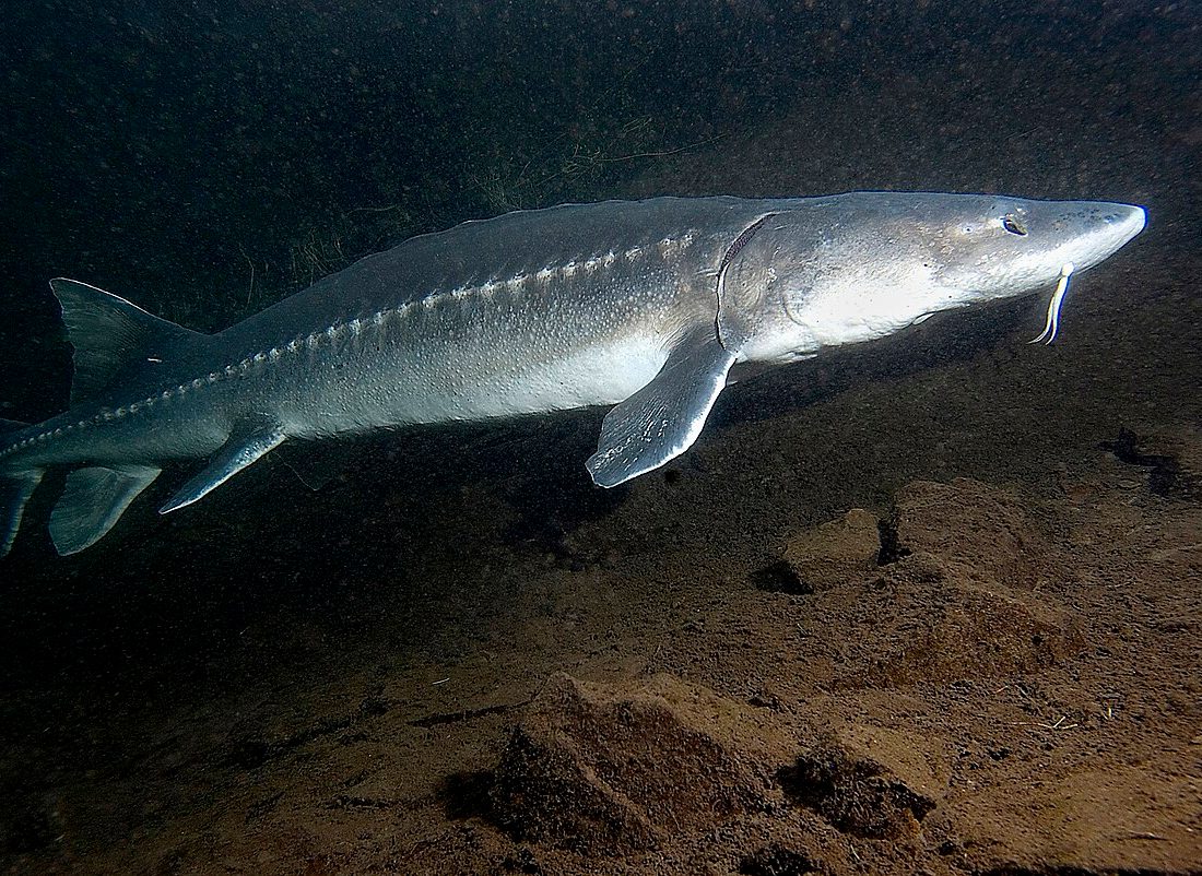 White Sturgeon reference