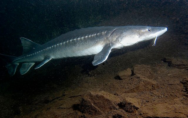 White Sturgeon reference