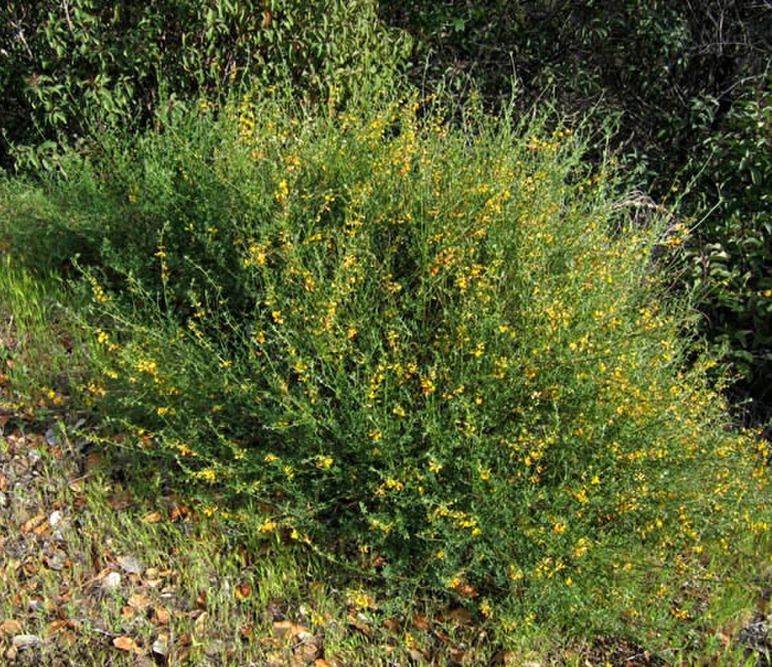 deerweed reference