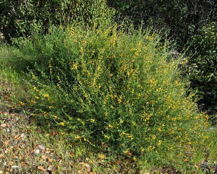 deerweed