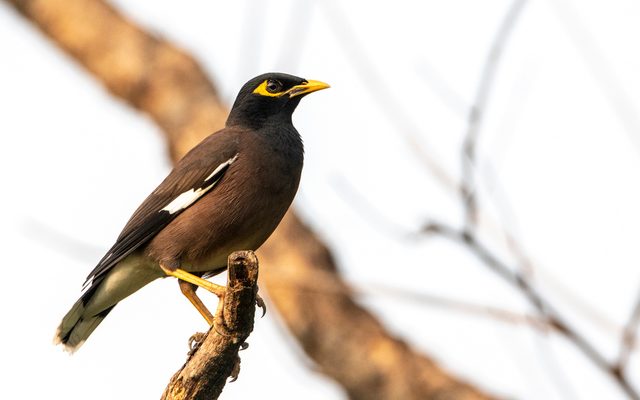 Common Myna reference